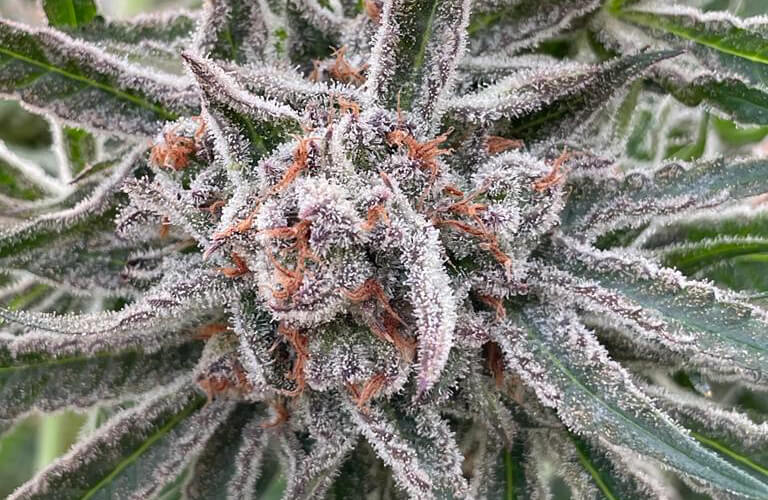 Mountain Breeze Pre-Roll Cannabis Products - Benefits Of Medical Cannabis